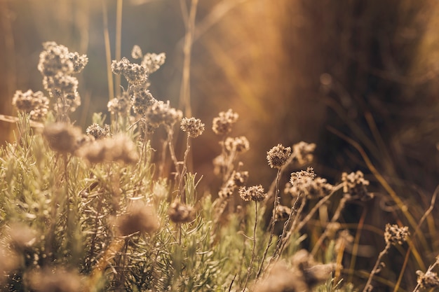 Luce solare sui fiori morti