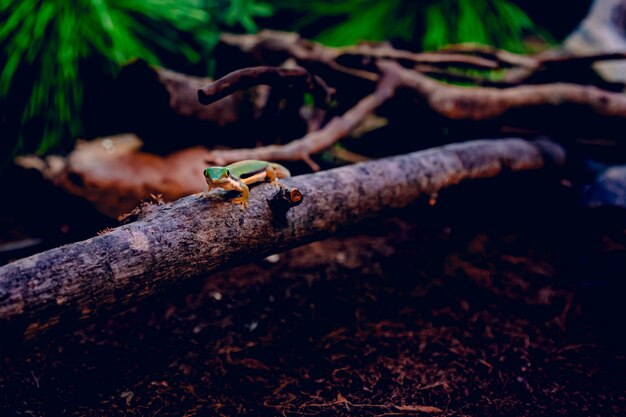 Lucertola verde che cammina su un pezzo di legno sopra le foglie secche marroni circondate dai rami degli alberi