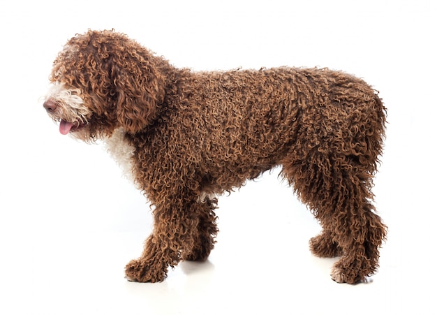 Lungo cane marrone a pelo che cammina con la lingua fuori