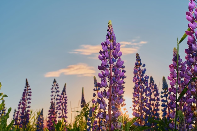 Lupino estivo nel prato sullo sfondo del cielo azzurro sotto i raggi del sole fiori selvatici viola Sfondo floreale estivo