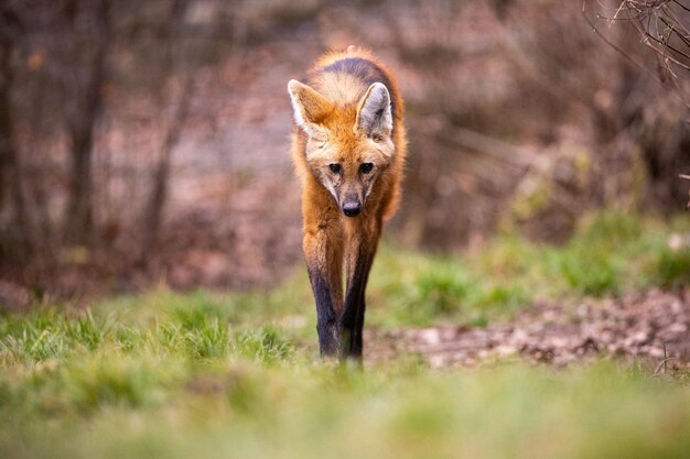 Lupo dalla criniera nel suo habitat naturale. Bei prati. Animali incredibili nell'ambiente naturale. Sud America.