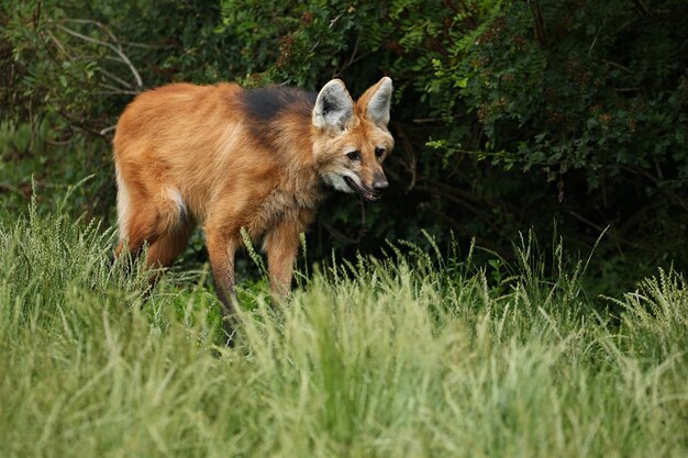 Lupo dalla criniera sudamericano nell'habitat naturale