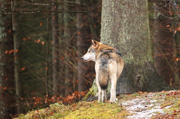 Lupo eurasiatico in bianco habitat invernale Bella foresta invernale