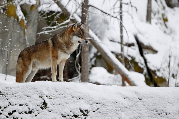 Lupo eurasiatico in bianco habitat invernale Bella foresta invernale