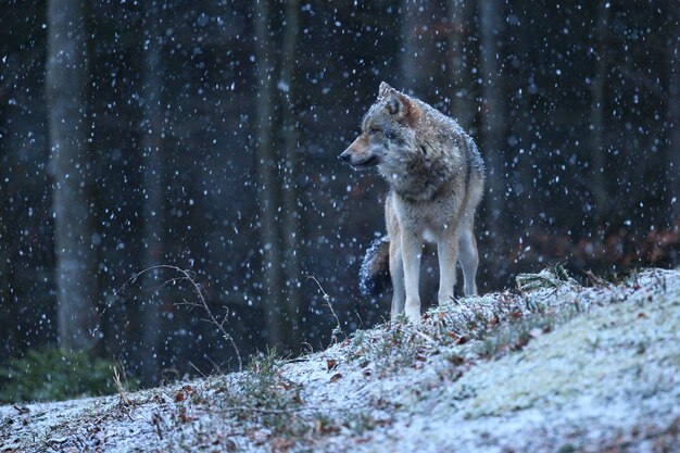 Lupo eurasiatico in bianco habitat invernale Bella foresta invernale