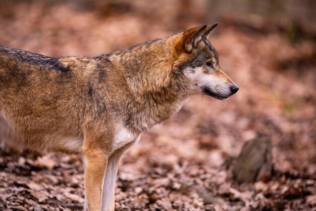 Lupo eurasiatico in habitat invernale bianco. Bella foresta invernale. Animali selvatici nell'ambiente naturale. Animale della foresta europea. Canis lupus lupus.