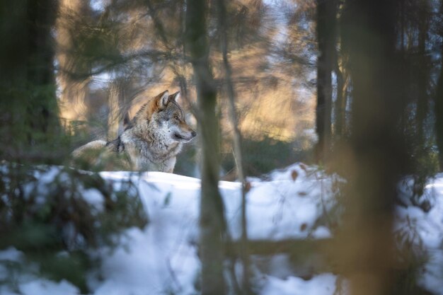 Lupo eurasiatico in habitat invernale bianco. Bella foresta invernale. Animali selvatici nell'ambiente naturale. Animale della foresta europea. Canis lupus lupus.