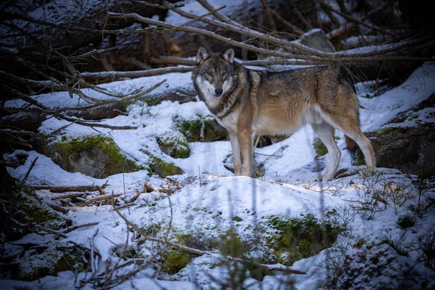 Lupo eurasiatico in habitat invernale bianco. Bella foresta invernale. Animali selvatici nell'ambiente naturale. Animale della foresta europea. Canis lupus lupus.