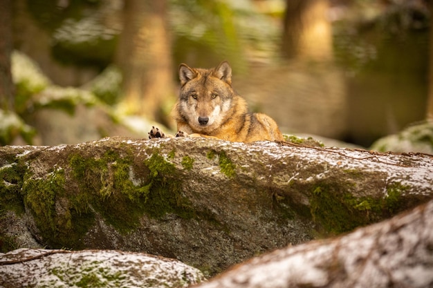 Lupo eurasiatico in habitat invernale bianco. Bella foresta invernale. Animali selvatici nell'ambiente naturale. Animale della foresta europea. Canis lupus lupus.