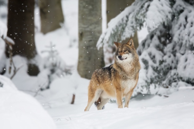 Lupo rosso in una foresta coperta di neve e alberi