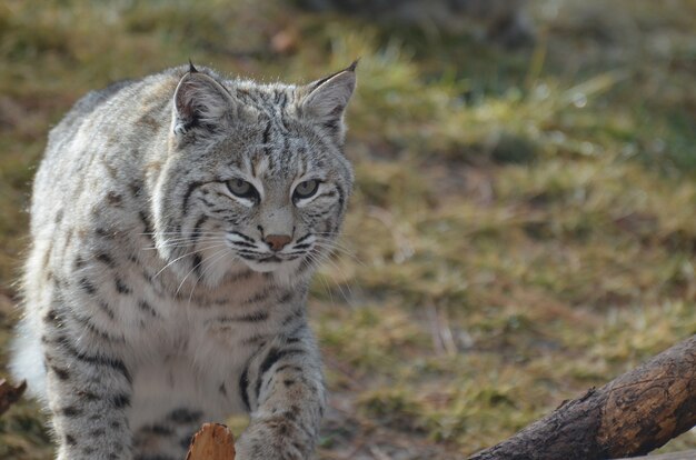 Lynx in movimento attraverso le erbe arruffate e le pianure.