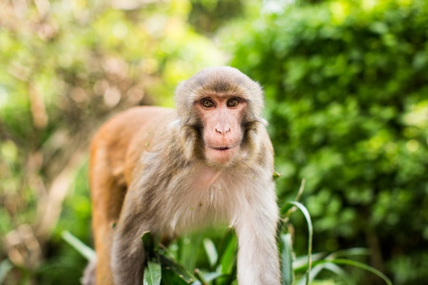 Macaco divertente del rhesus nella foresta con uno sfondo naturale vago