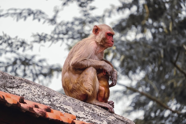 Macaco Rhesus seduto sulla cima di un edificio