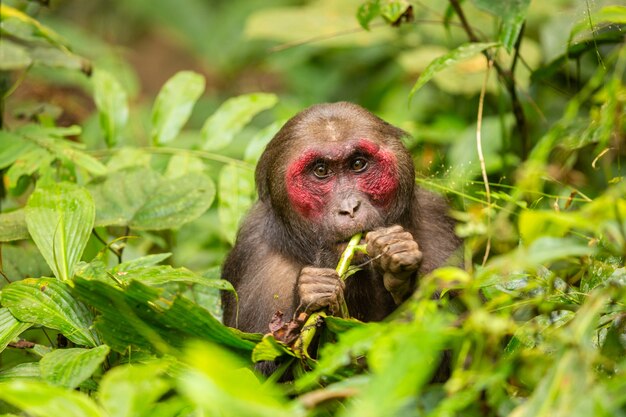 Macaco Stumptailed con una faccia rossa in verde junglewild scimmia nel bellissimo santuario indiano della fauna selvatica junglegibbon in India