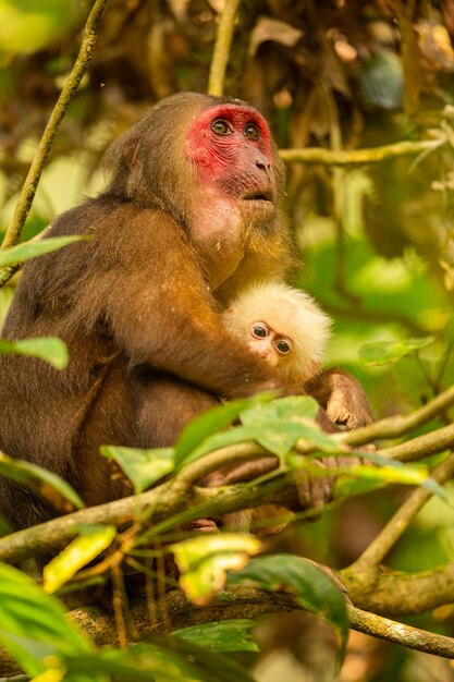 Macaco Stumptailed con una faccia rossa in verde junglewild scimmia nel bellissimo santuario indiano della fauna selvatica junglegibbon in India