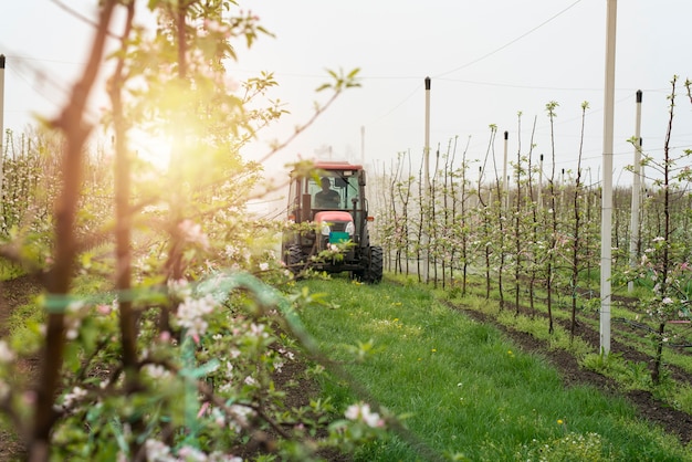 Macchina del trattore che guida attraverso il corridoio del frutteto e irrorazione di meli