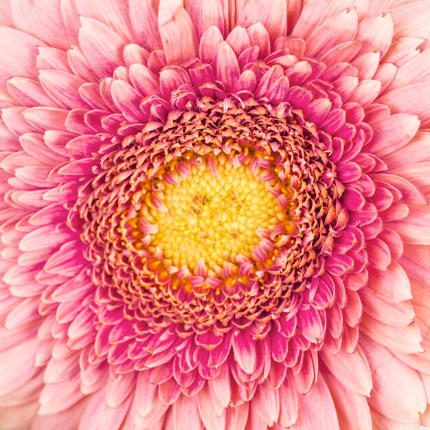 Macro colpo del contesto rosa del fiore della gerbera