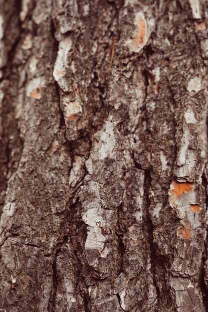 Macro colpo di legno