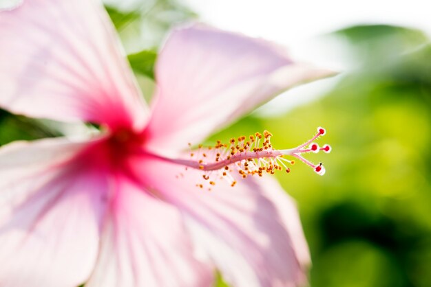 Macro del fiore reale di hibicus della natura botanico