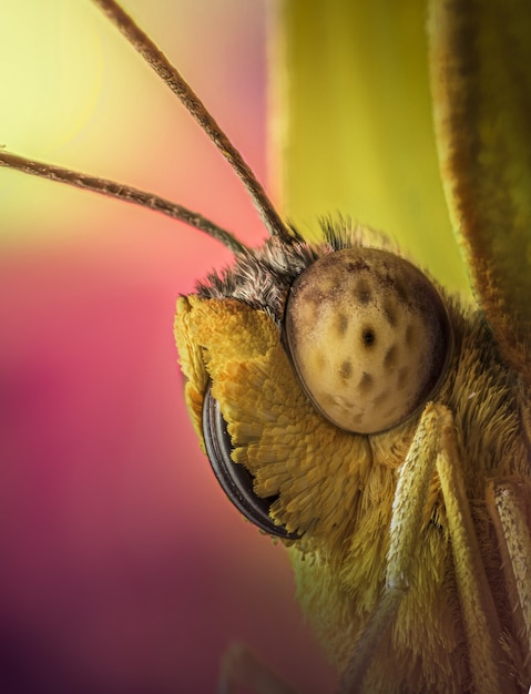 Macro di farfalla gialla