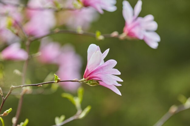 Macro di magnolia viola