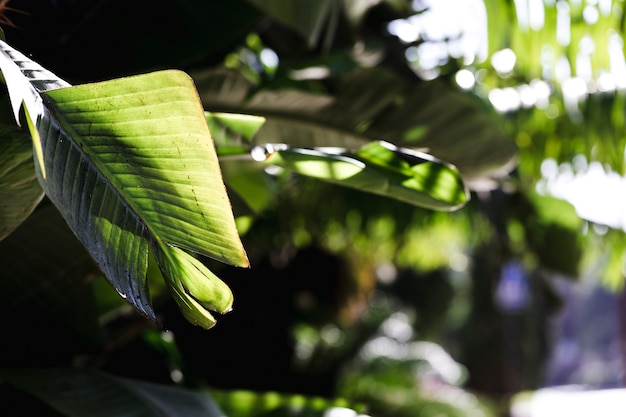 Macro di un ramo tropicale verde