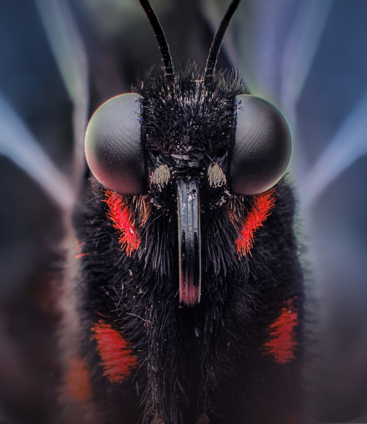 Foto gratuito macro di una farfalla nera