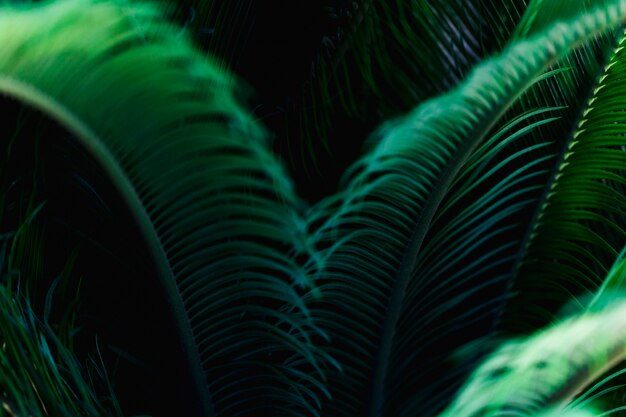 Macro di una foglia tropicale verde