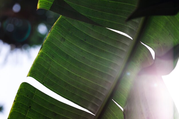 Macro di una foglia tropicale verde