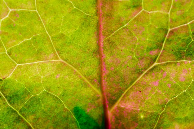 Macro di una foglia verde