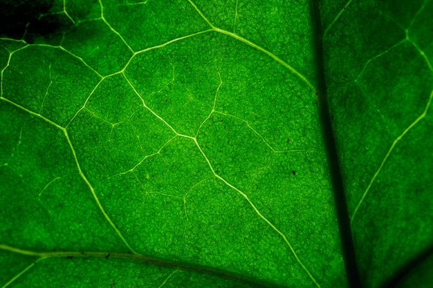 Macro di una foglia verde