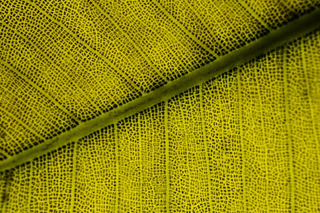 Macro di una foglia verde