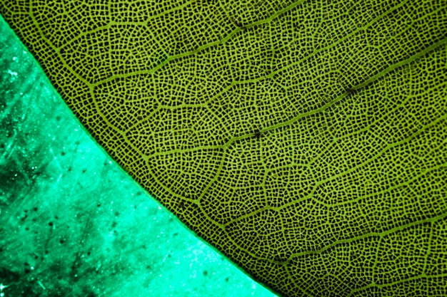 Macro di una foglia verde