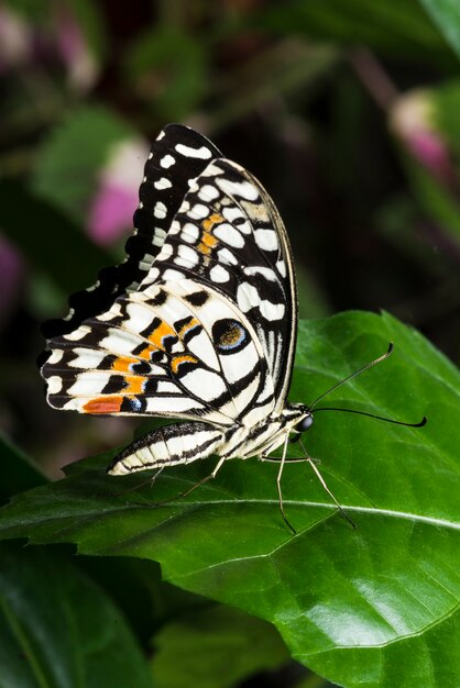 Macro farfalla colorata sulla foglia