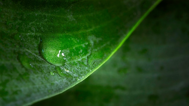 Macro goccia d'acqua di foglia