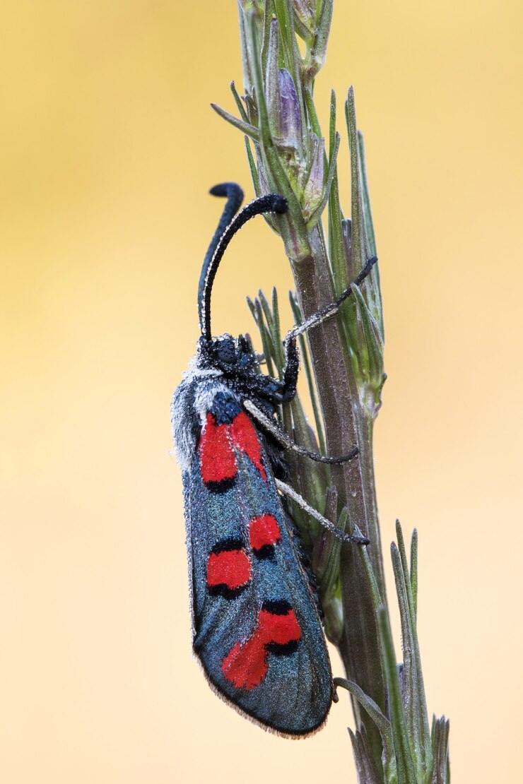 Foto gratuito macro immagine verticale di una falena su una pianta