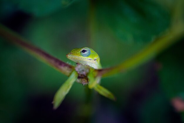 Macro primo piano di una lucertola verde anole seduta su una pianta rampicante