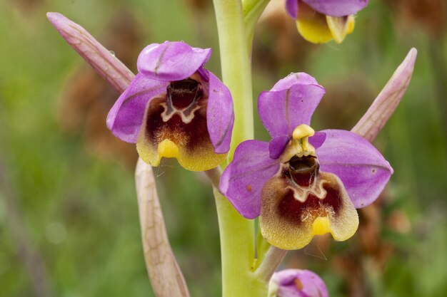 Macro verticale di un'orchidea Cattleya viola contro un'impostazione sfocata