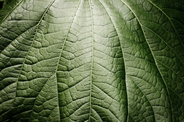 Macrofotografia bella foglia verde