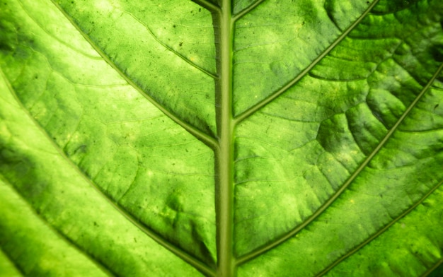 Macrofotografia bella foglia verde