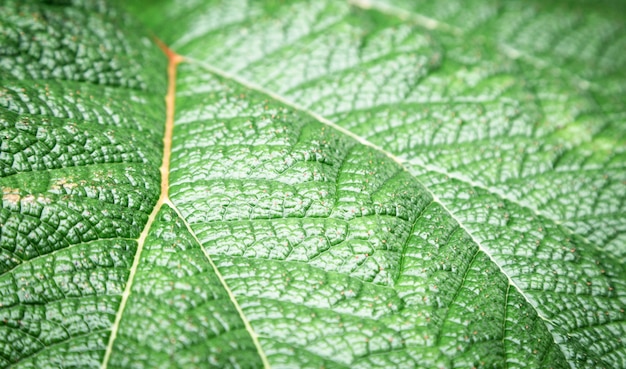 Macrofotografia della foglia verde