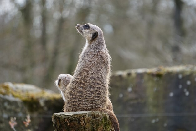 Madre meerkat grigio con il suo bambino seduto sul tronco nella natura
