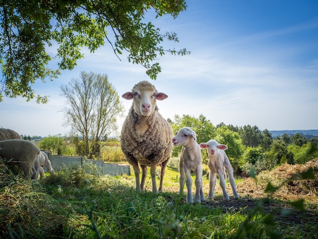 Madre pecora con i suoi due cuccioli di pecora in un campo erboso durante il giorno