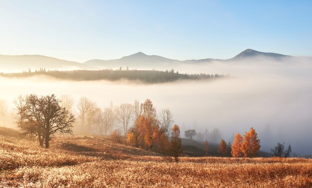 Maestoso paesaggio con alberi d'autunno nella foresta nebbiosa. Carpazi, Ucraina, Europa. Mondo della bellezza.