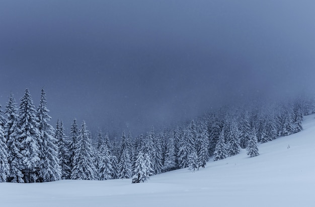 Maestoso paesaggio invernale, pineta con alberi coperti di neve. Una scena drammatica con basse nuvole nere, una calma prima della tempesta