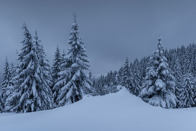 Maestoso paesaggio invernale, pineta con alberi coperti di neve. Una scena drammatica con basse nuvole nere, una calma prima della tempesta