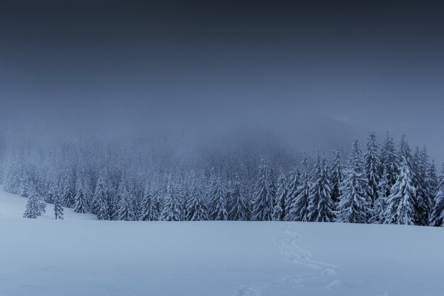 Maestoso paesaggio invernale, pineta con alberi coperti di neve.