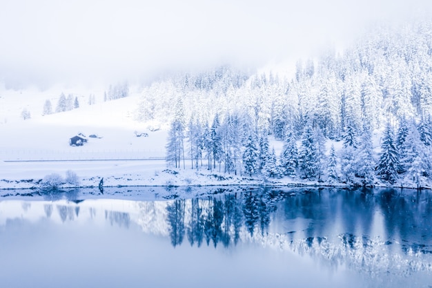 Magico lago invernale della Svizzera nel centro delle Alpi circondato dalla foresta coperta di neve