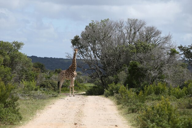 Magnifica giraffa al pascolo su un grande albero su un sentiero di ghiaia