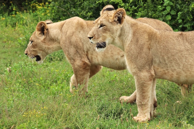 Magnifiche leonesse che camminano sui campi coperti di erba vicino ai cespugli